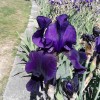 IRIS 2017